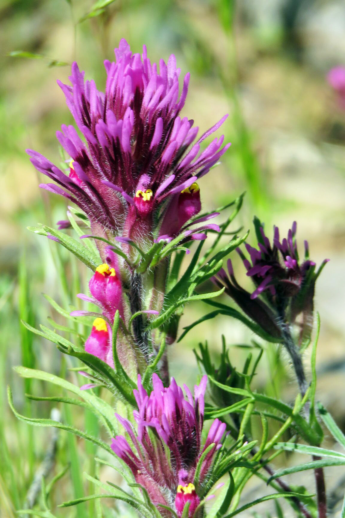 Owl clover